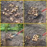 Gark vegetables garden